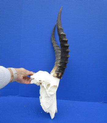 African Blesbok Skull with 15 Inches Horns <font color=red> Discount Grade B</font> for $69.99