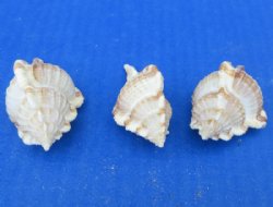 Murex Serratospinos...