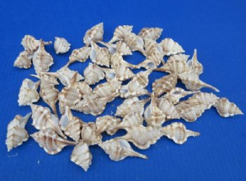Murex Serratospinosus Shells (2"-3") - 50 @ .32 each