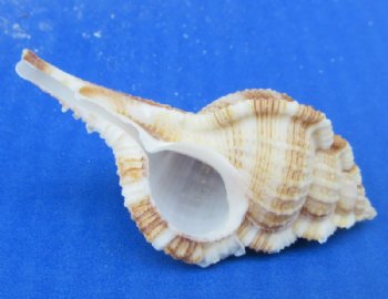Murex Serratospinosus Shells (2"-3") - 50 @ .32 each