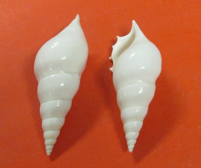 3 to 37/8 inches Bulk White Tibia Delicatula Conch Shells for Crafts