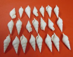 3 to 3-7/8 inches Wholesale Small White Spindle Shells for Crafts