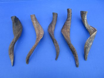 5 Buffed Goat Horns 13-3/4 to 16 inches for $9.00 each