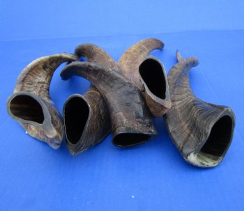 5 Buffed Goat Horns 13-3/4 to 16 inches for $9.00 each