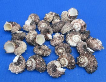 Black Angaria Delphinus Shells - 25 @ .24 each; 100 @ .20 each