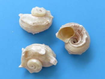 1-1/2 to 2 inches Pearl Angaria Delphinus Shells <font color=red> Wholesale</font>  - Case of 500 @ .18 each