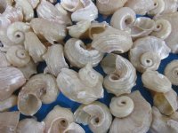 1-1/2 to 2 inches Pearl Angaria Delphinus Shells <font color=red> Wholesale</font>  - Case of 500 @ .18 each