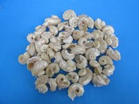 1-1/2 to 2 inches Pearl Angaria Delphinus Shells <font color=red> Wholesale</font>  - Case of 500 @ .18 each