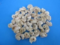 1-1/4 to 2 inches Pearl Angaria Delphinus Shells - 100 @ .29 each 