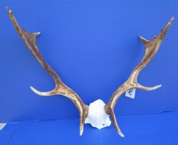 21-3/4 inches wide ...