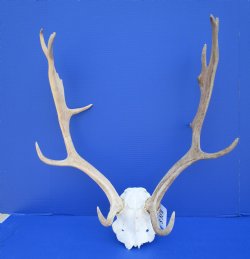 20-1/4 inches wide ...