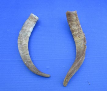 2 Raw African Goat Horns, 12 inches (1 right, 1 l left) for $8 each