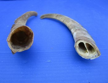 2 Raw African Goat Horns, 12 inches (1 right, 1 l left) for $8 each