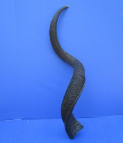 37 inches Authentic Kudu Horn (27-1/2 inches straight) for $94.99