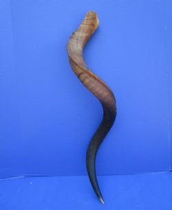 38-1/4 inches Kudu Horn (27-1/2 inches straight) for $94.99
