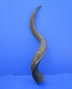 38-3/4 inches Kudu Horn (28-3/4 inches straight) for $94.99