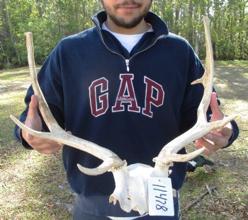 19-1/2 inches wide Fallow Deer Antlers on Skull Plate for $79.99
