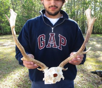 19-1/2 inches wide Fallow Deer Antlers on Skull Plate for $79.99