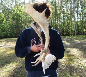 19-1/2 inches wide Fallow Deer Antlers on Skull Plate for $79.99