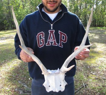 18-1/2 inches wide Fallow Deer Antlers on Skull Plate for $79.99