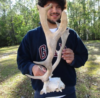 18-1/2 inches wide Fallow Deer Antlers on Skull Plate for $79.99