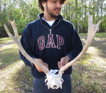 18-1/2 inches wide Fallow Deer Antlers on Skull Plate for $79.99