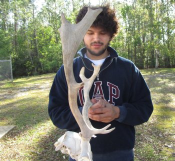 18-1/2 inches wide Fallow Deer Antlers on Skull Plate for $79.99