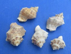 Wholesale Indothais Lacera Murex Shells – Bulk 14 kilo Case - Minimum: 2 @ $4.00 a kilo