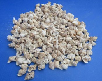 Wholesale Indothais Lacera Murex Shells – Bulk 14 kilo Case - Minimum: 2 @ $4.00 a kilo