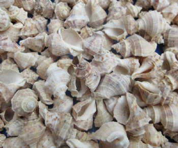 Wholesale Indothais Lacera Murex Shells – Bulk 14 kilo Case - Minimum: 2 @ $4.00 a kilo