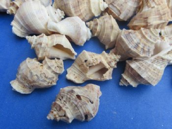 Wholesale Indothais Lacera Murex Shells – Bulk 14 kilo Case - Minimum: 2 @ $4.00 a kilo