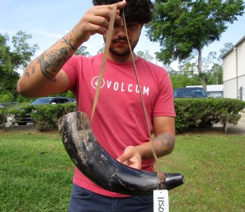 17 inches Large Viking War Horn, Buffalo Blowing Horn with Leather Strap - Buy this one for $32.99