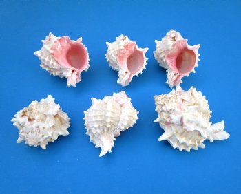 Pink Mouth Murex Shells 3 to 4 inches (Some with light shine) - 10 @ $1.80 each; 30 @ $1.58 each