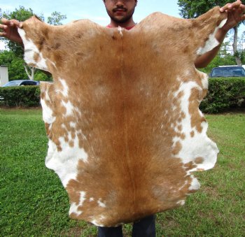 Burnt Orange and Cream Goat Hide, Skin 39-1/2 by 34-1/2 inches for $44.99