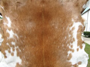 Burnt Orange and Cream Goat Hide, Skin 39-1/2 by 34-1/2 inches for $44.99