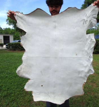 Burnt Orange and Cream Goat Hide, Skin 39-1/2 by 34-1/2 inches for $44.99