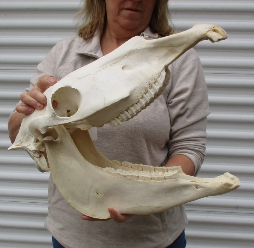 201/2 inches long Real African Zebra Skull for sale, Equus burchelli