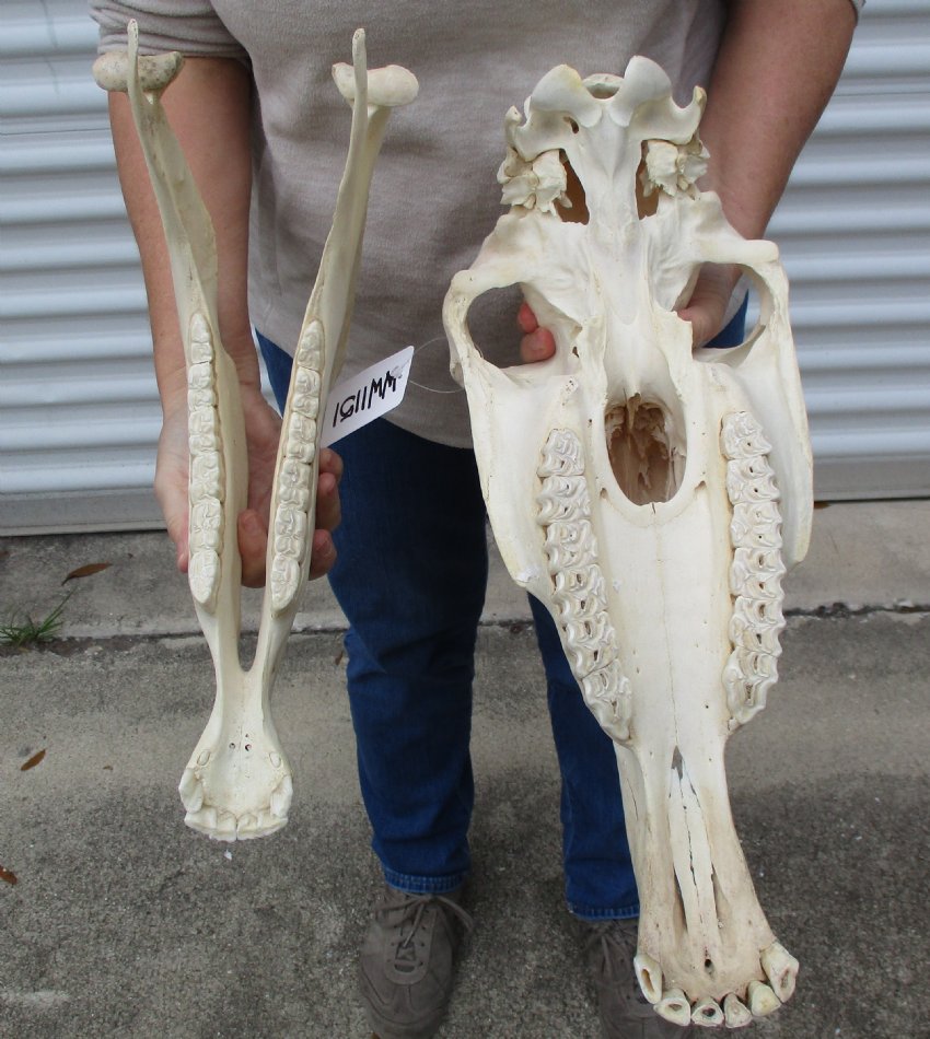 201/2 inches long Real African Zebra Skull for sale, Equus burchelli