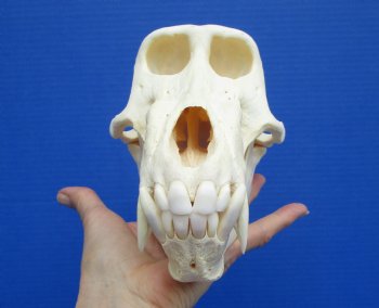 8-1/2 inches Male Chacma Baboon Skull <font color=red> Grade A </font> CITES #P-000028466 - Buy this one for $299.99 (Shipped Signature Required)