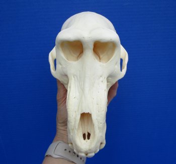 8-1/2 inches Male Chacma Baboon Skull <font color=red> Grade A </font> CITES #P-000028466 - Buy this one for $299.99 (Shipped Signature Required)