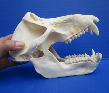 8-1/2 inches Male Chacma Baboon Skull <font color=red> Grade A </font> CITES #P-000028466 - Buy this one for $299.99 (Shipped Signature Required)
