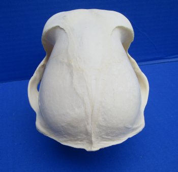 8-1/2 inches Male Chacma Baboon Skull <font color=red> Grade A </font> CITES #P-000028466 - Buy this one for $299.99 (Shipped Signature Required)