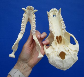 8-1/2 inches Male Chacma Baboon Skull <font color=red> Grade A </font> CITES #P-000028466 - Buy this one for $299.99 (Shipped Signature Required)