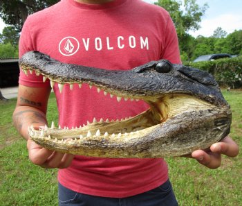 13 inches Taxidermy Alligator Head Souvenir for $59.99