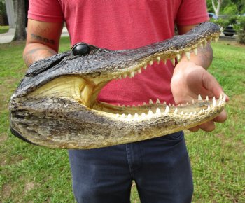13 inches Taxidermy Alligator Head Souvenir for $59.99