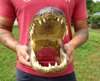 13 inches Taxidermy Alligator Head Souvenir for $59.99