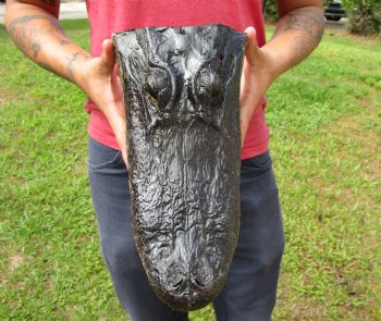 13 inches Taxidermy Alligator Head Souvenir for $59.99
