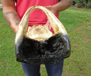 13 inches Taxidermy Alligator Head Souvenir for $59.99