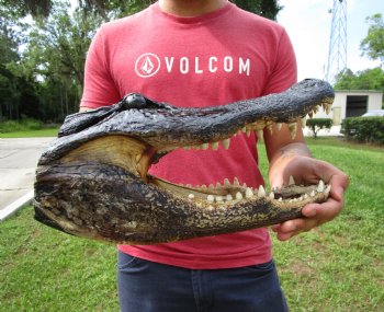 13-1/2 inches Taxidermy Alligator Head for $59.99