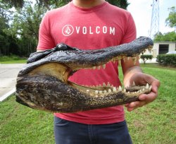 13-1/2 inches Taxidermy Alligator Head for $59.99